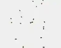 Small brown specks scattered randomly on a white background (could be seeds or confetti).