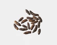 Mouse droppings resembling small dark rice-shaped pellets