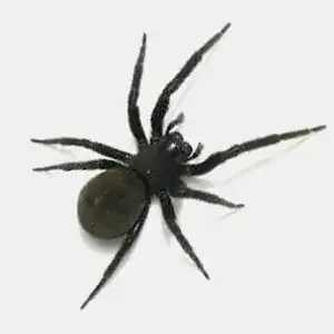 Black house spider with dark colouring and funnel-shaped web