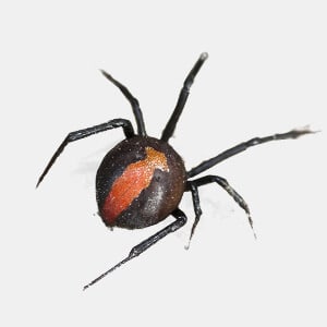 Black spider with a red stripe on its abdomen, viewed from above.