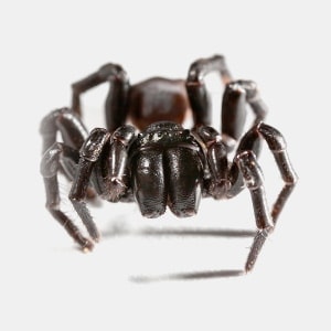 Funnel-web spider burrow hidden among leaf litter and garden debris