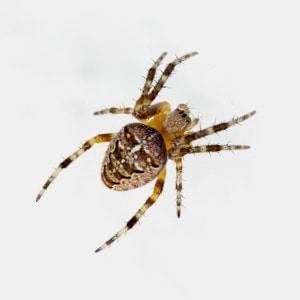 Garden orb-weaving spider resting on its characteristic circular web