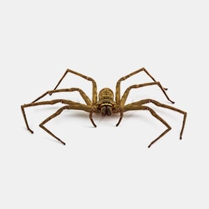 Brown spider with long legs spread wide, facing the camera on a white background.