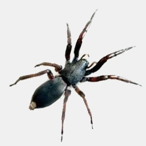 White-tail spider commonly found in Australian homes and gardens