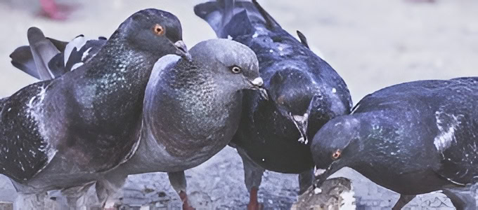 Common pest birds in Australia including pigeons, mynas, starlings and sparrows around urban properties