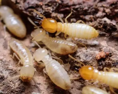Termite control