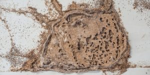 6 Early Signs of Termites In and Around Your Home