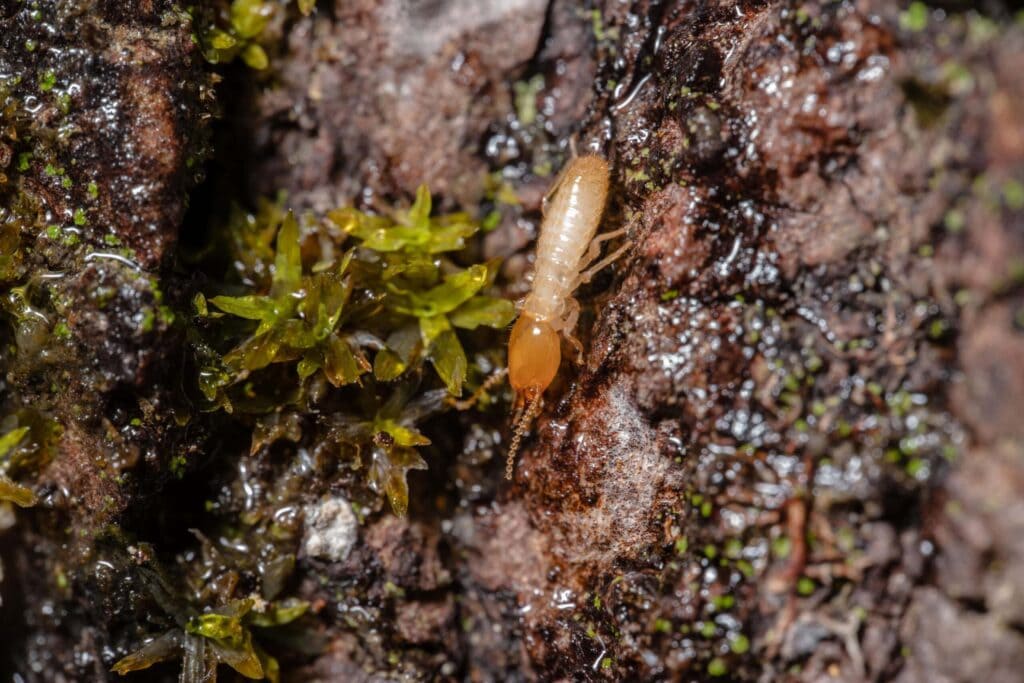 Termites found in timber and mulch within a residential garden