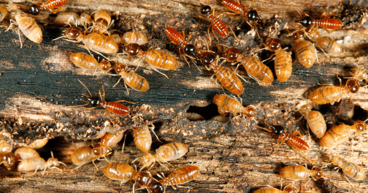 Close-up of worker termites showing their light-coloured bodies and straight antennae