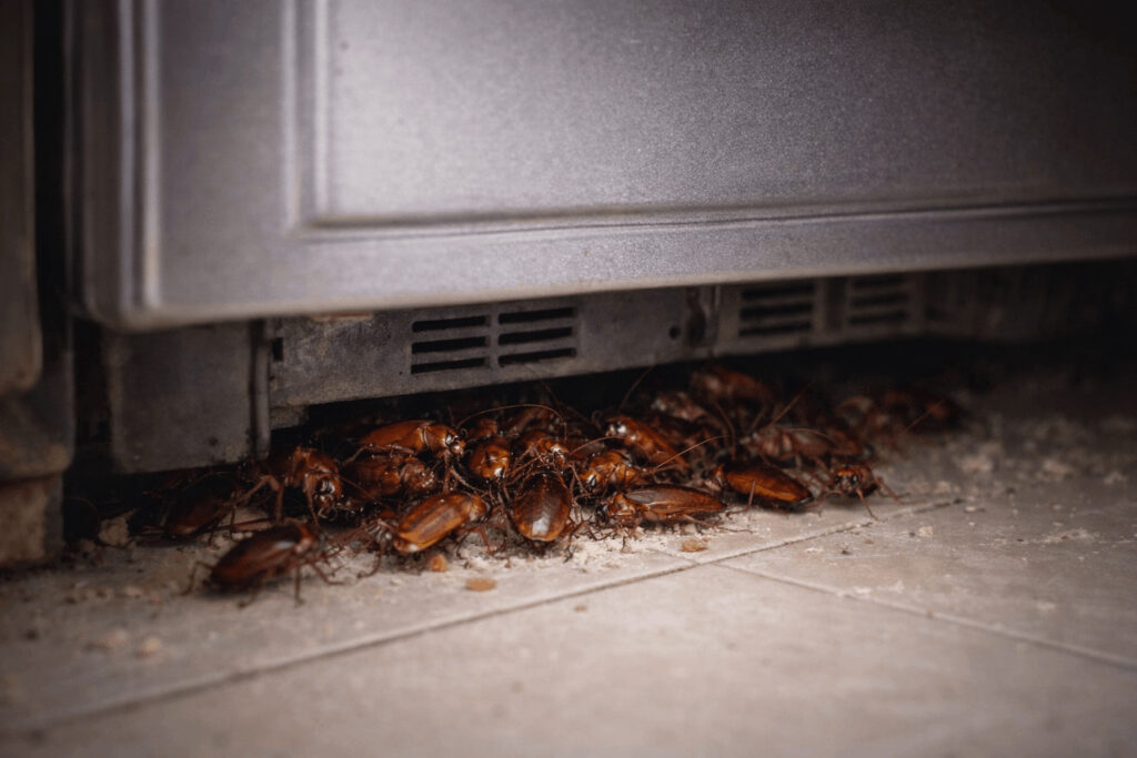 A group of German cockroaches congregating behind a kitchen appliance in a Sydney residence.