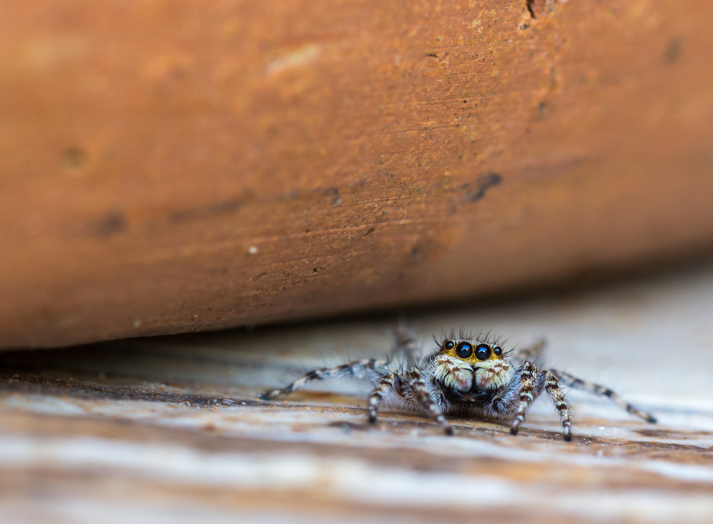 A female Redback spider with a prominent red stripe in a messy web under a shelf.