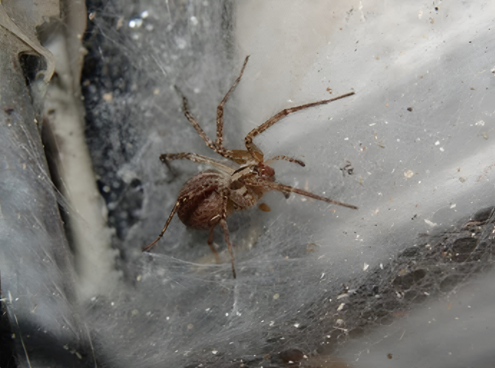 Close-up of a shiny black Sydney Funnel-web spider showing its large fangs.