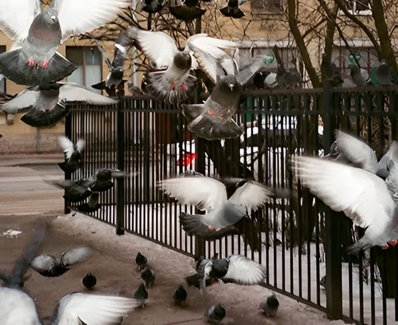 A flock of pigeons flies near a city sidewalk fence, showing the need for bird control, with more pigeons on the ground.