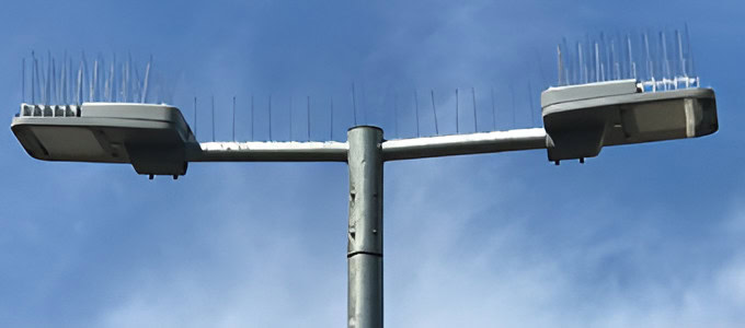 bird spikes installed on roof to prevent roosting