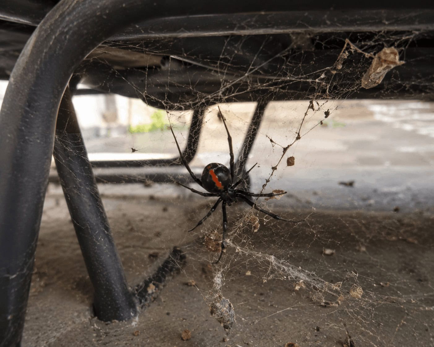 A female Redback spider showing its bright red stripe in a messy web underneath a patio chair.