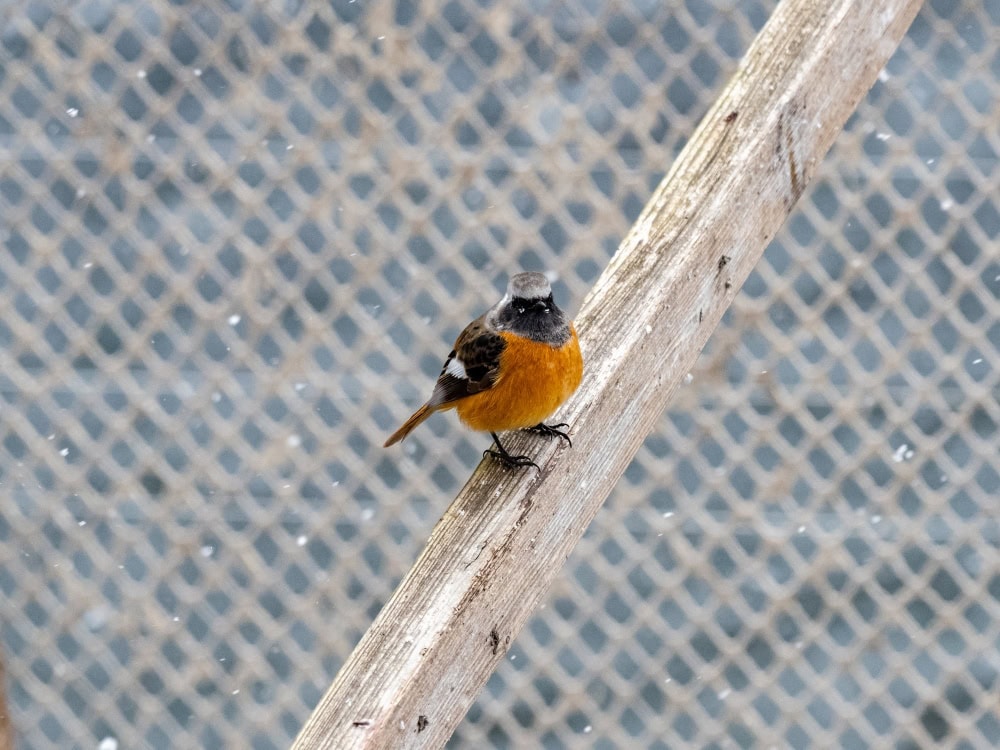 Small bird with orange belly, dark wings, and gray head perches by a fence—showing humane bird control management systems.