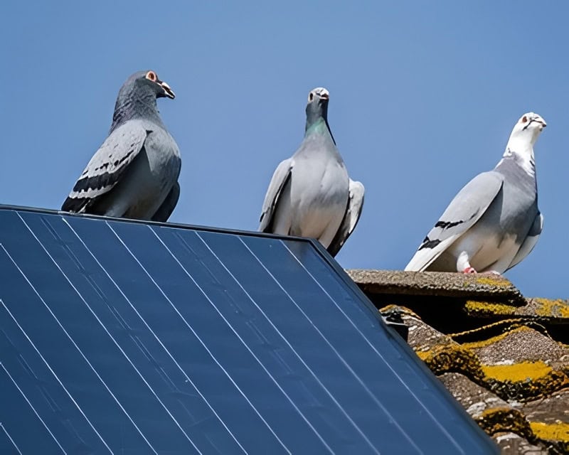 Three pigeons stand by bird proofing panels and solar panels on a rooftop under a clear blue sky.