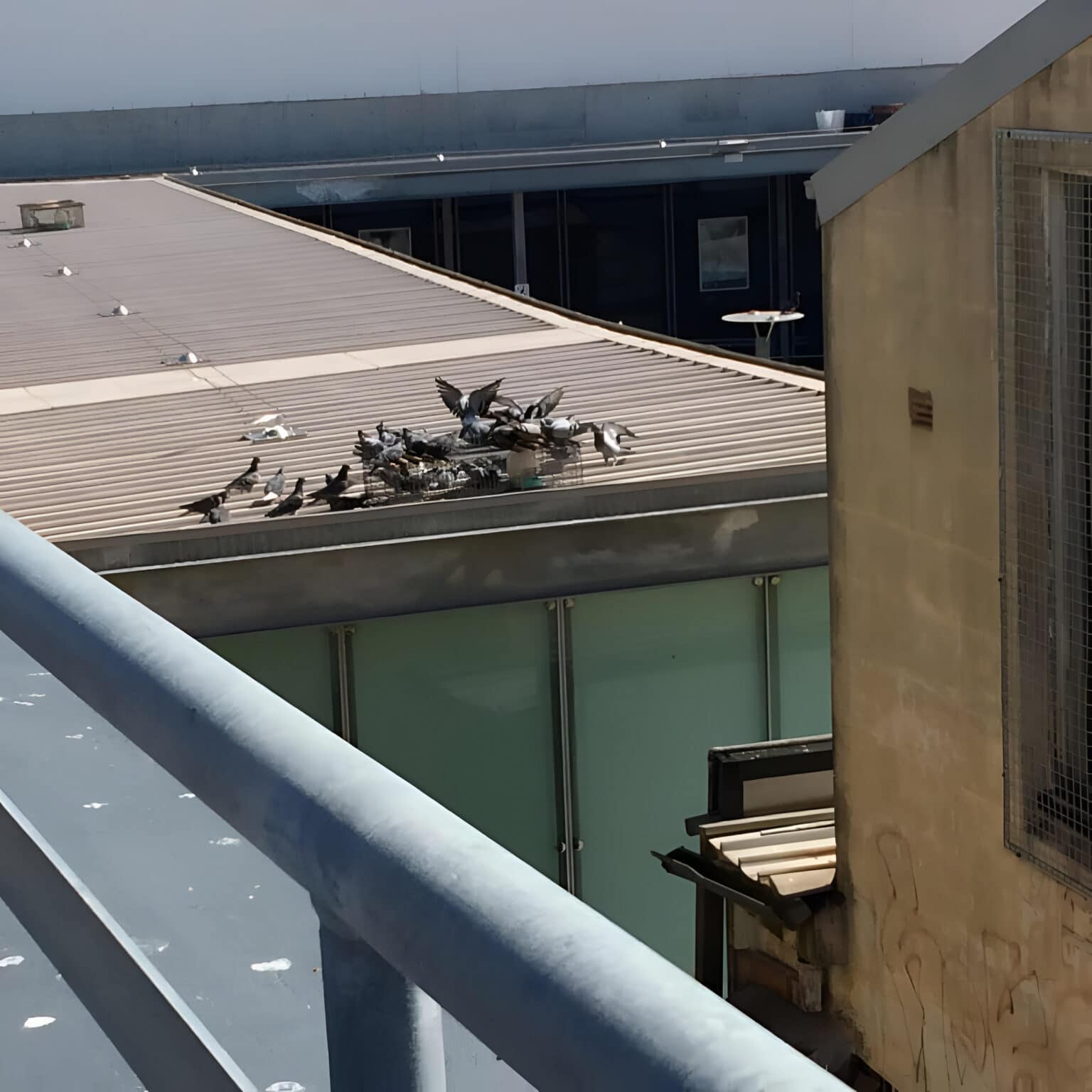 Pigeons peck debris on a rooftop near glass windows and metal railing, showing the need to prevent bird problems.