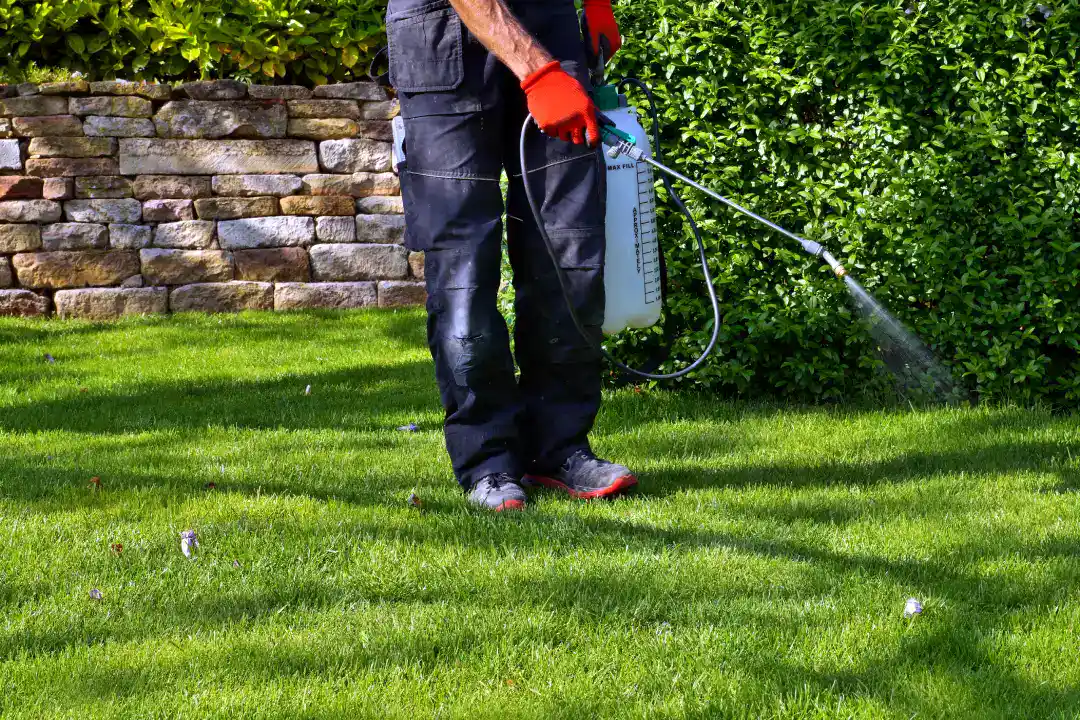 Person in gloves sprays liquid on green lawn for professional rodent control, with stone wall and hedges behind.
