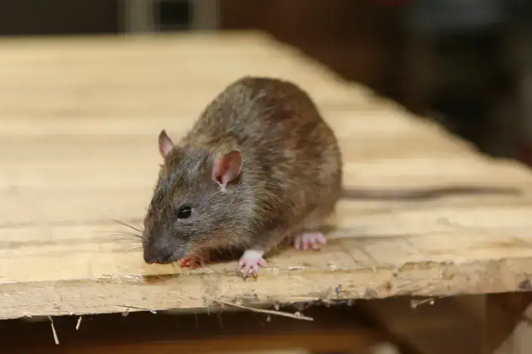 Brown rat on a wooden surface facing left, highlighting effective rodent control and pest management in Kings Langley.