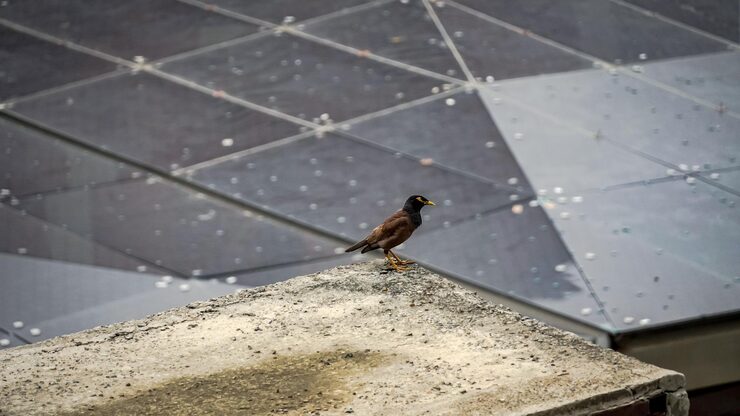 Bird on concrete with solar panels behind it, showing the importance of solar panel bird proofing solutions.