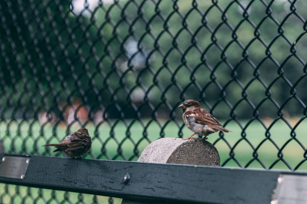 Two small sparrows perched on a concrete post and a metal railing in front of a chain-link fence in a park-like setting.
