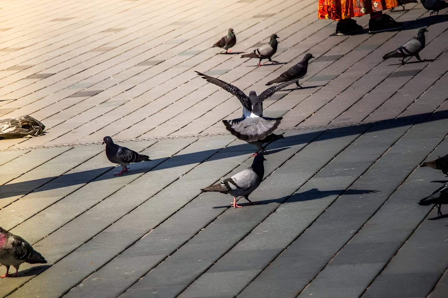 Several pigeons on a gray paved plaza, with one pigeon spreading its wings as it lands. Sunset light on the left; colorful clothing glimpsed at the top right.