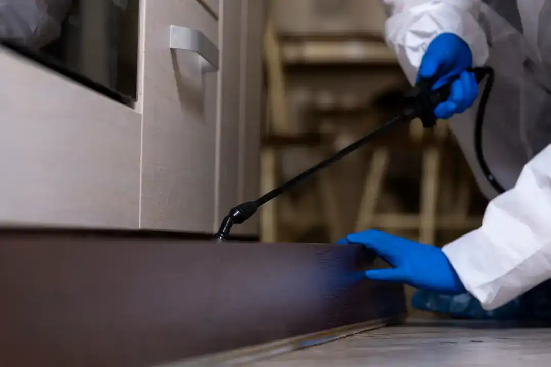 Termite Control Sydney expert in blue gloves spraying pesticide along kitchen cabinets for pest control services.