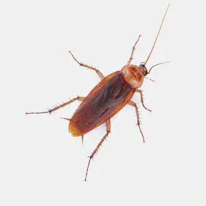 Large American cockroach commonly found in commercial and residential properties