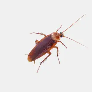 Australian cockroach displaying yellow markings on its body