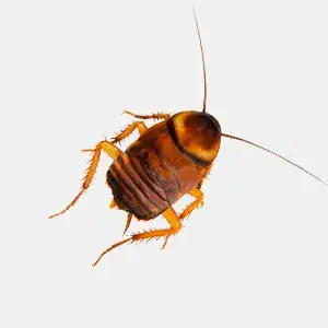 Brown banded cockroach showing its distinctive light brown markings