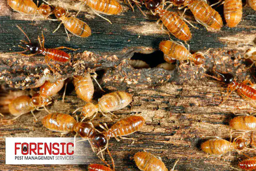Cockroach pest control treatment in Quakers Hill home