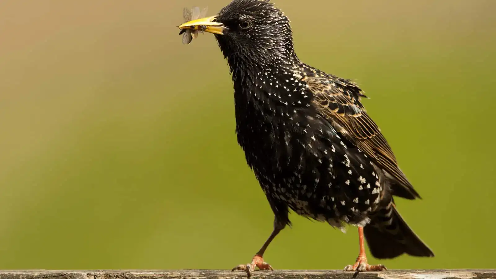 European starling perched on a fence causing nuisance around Australian homes