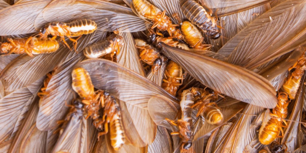 Flying termites swarming during breeding season in Sydney
