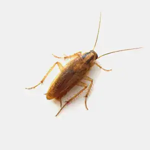 German cockroach commonly found in Australian kitchens and food preparation areas