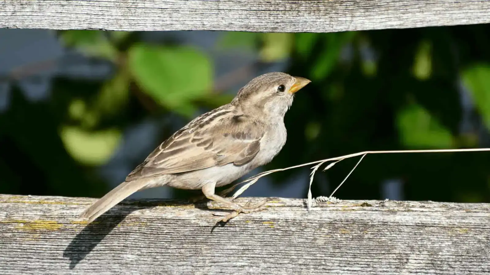 House sparrow nesting in roof cavities and building structures