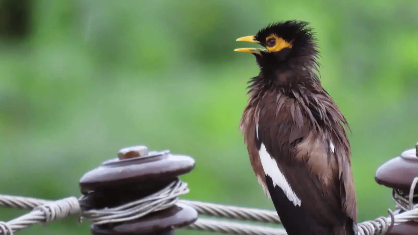 Indian myna bird searching for food near residential properties in Australia