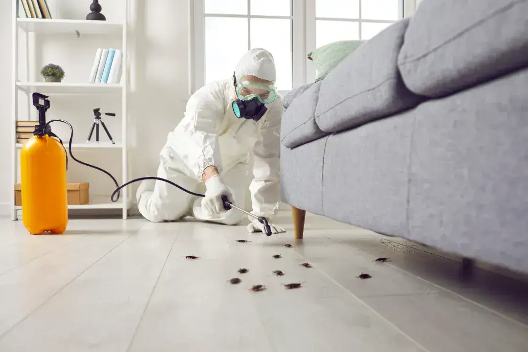Local pest control experts serving homes and businesses throughout Baulkham Hills