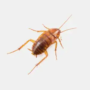 Oriental cockroach with shiny dark brown to black body colouring