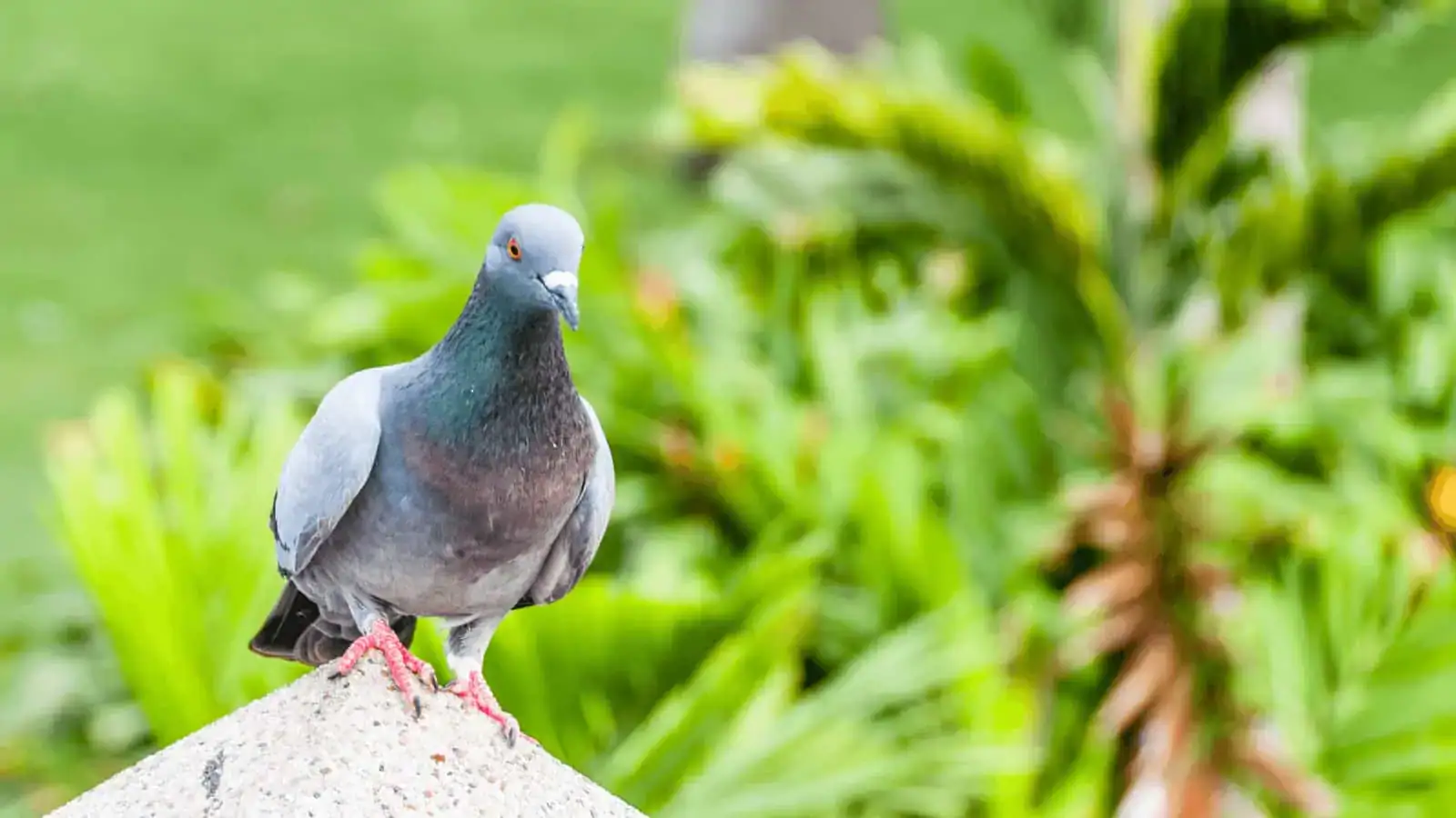 Feral pigeon resting on a building roof in an Australian urban environment