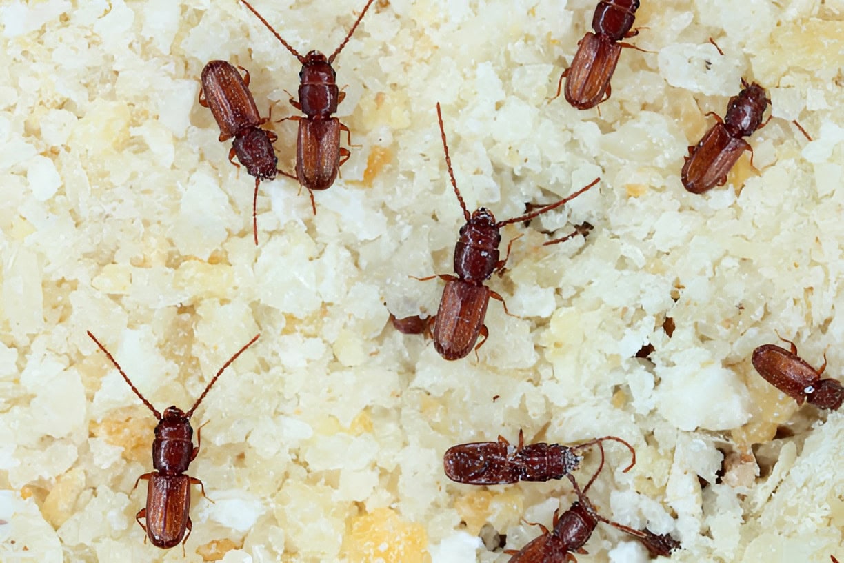 Close-up of tiny reddish-brown saw-toothed grain beetles active inside an open package of flour.