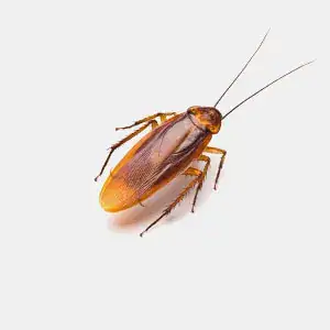 Smoky brown cockroach commonly found in warm Australian climates