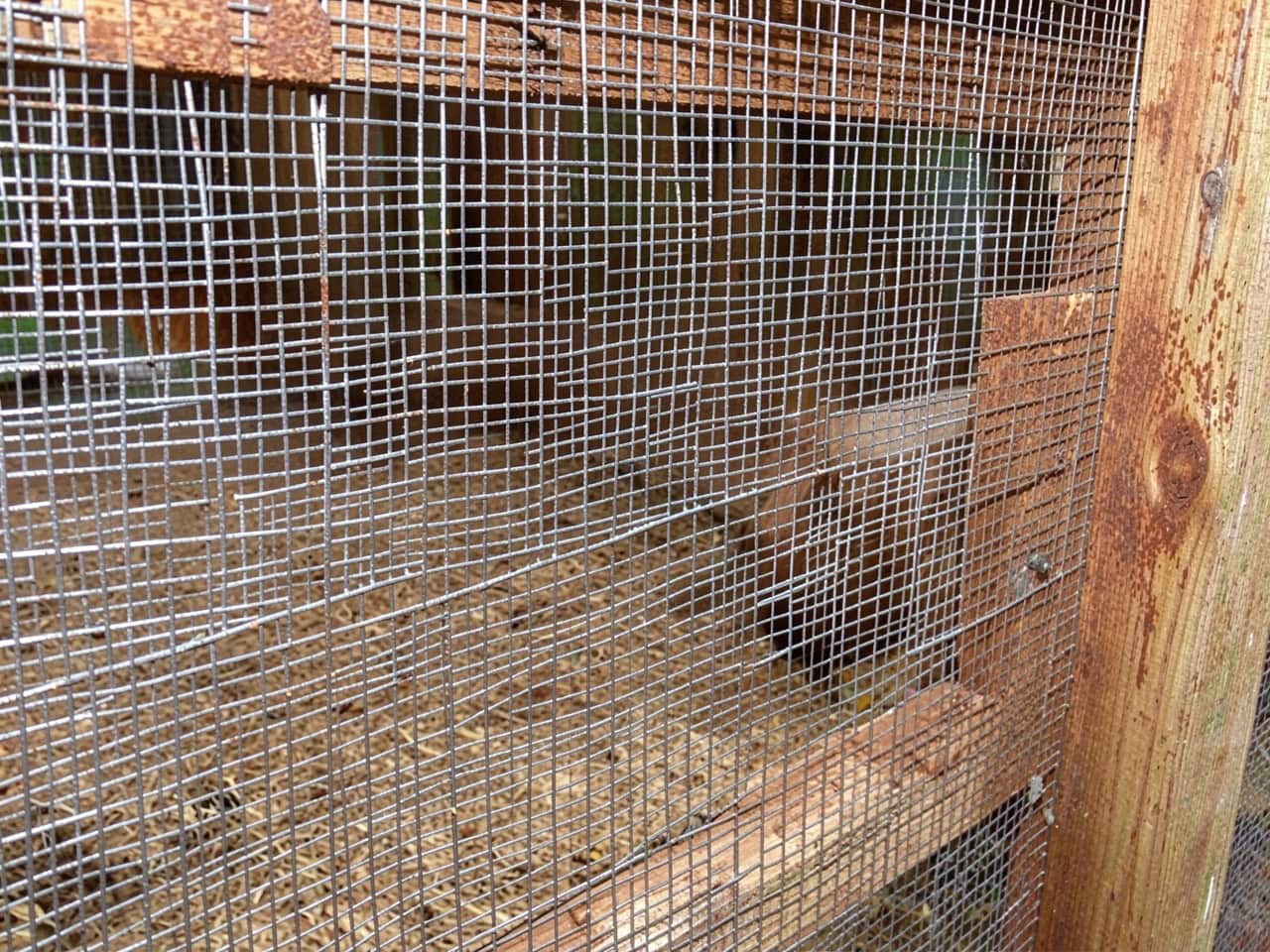 Close-up of heavy-duty, fine steel mesh installed along a chicken coop frame as part of an effective snake prevention program.