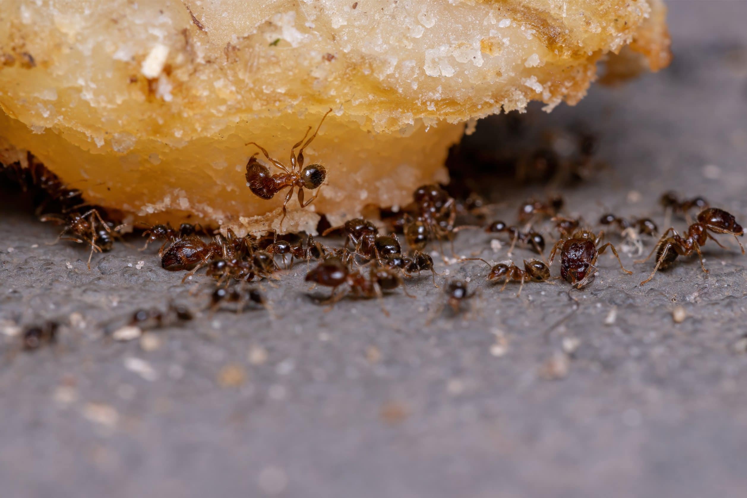 Airtight food containers helping prevent household ant infestations