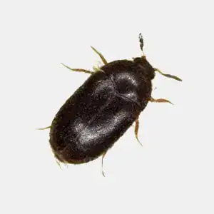 Black carpet beetle identified by its shiny dark body
