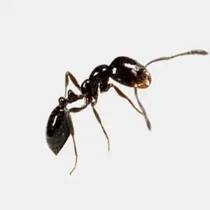 Black house ant commonly found inside Australian homes