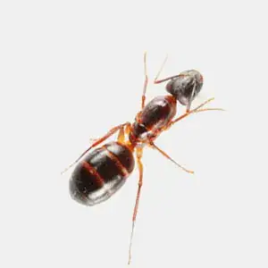 Carpenter ant inspecting damp timber in a residential property