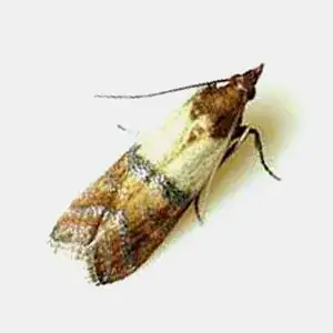 Indian Meal Moth resting on a white surface