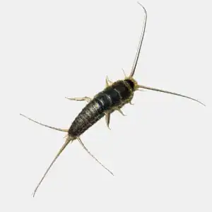 Close-up of Silverfish showing delicate antennae and slender metallic body on white background.