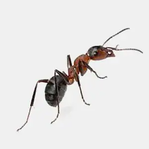 Coastal brown ant with distinctive worker caste characteristics